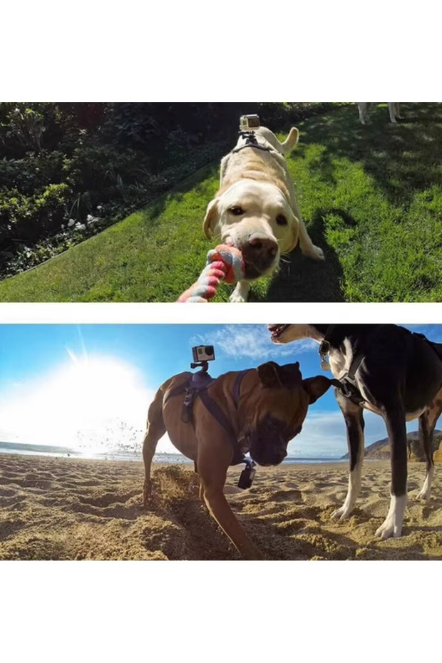 / GOPRO Pet Mount - 2
