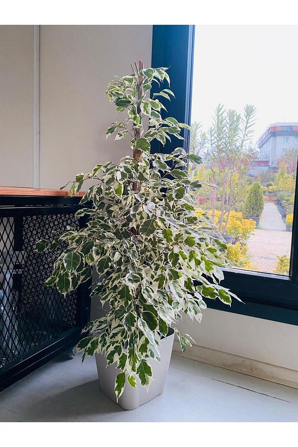 İç Mekan Bitkisi Ficus Starlight Benjamin - 1
