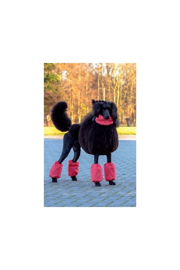 Show Tech Polka Dots Standart Boy Poodle için Paça Tüyü Koruyucu Kılıf 4'lü Set - 1