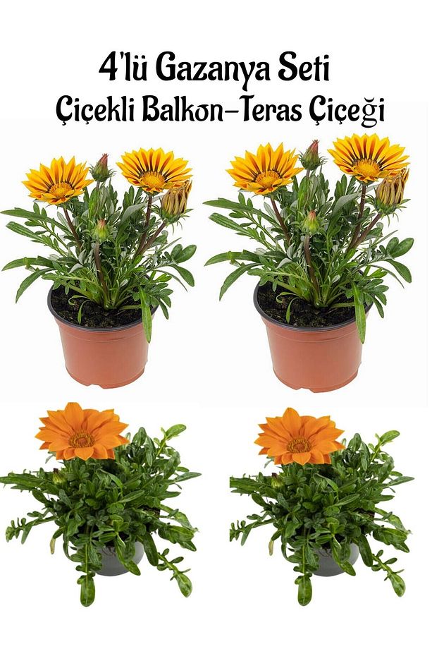 Sarı Gazanya Çiçeği 2 ADET+Turuncu Gazanya 2 ADET Saksılı 10-20cm Balkon Bitkisi - 1