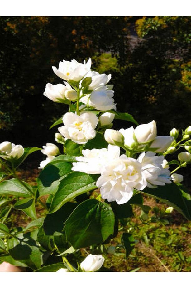 Gardenya Çiçeği (30 50 CM)1 Adet Saksılı/ Tüplü Çiçekli Bahçe Bitkisi Balkon Gardenia - 4
