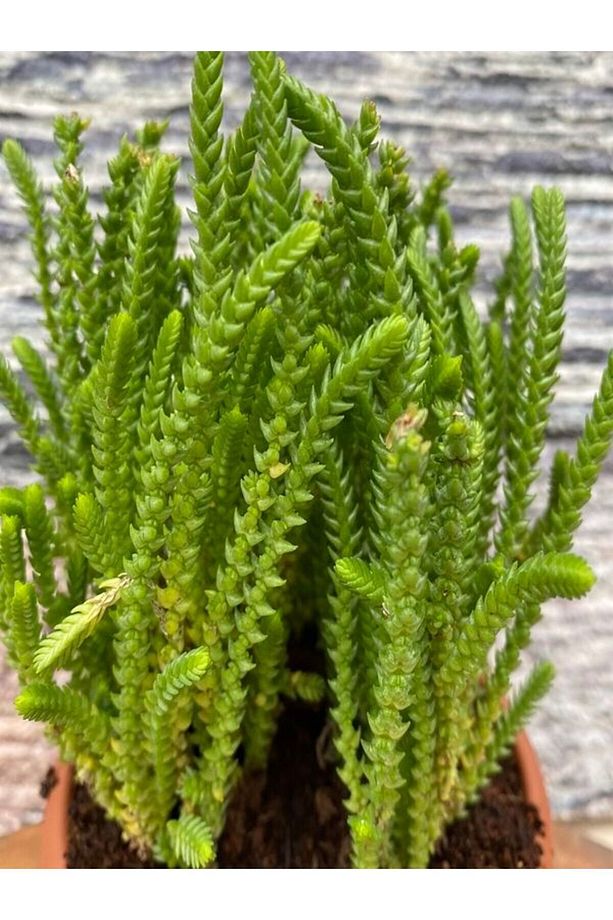 1 Adet Harika Prenses Çamı Çiçeği 10-20 Cm Tüplü Çiçekli Bodur Bitkiler Crassula Muscosa - 1