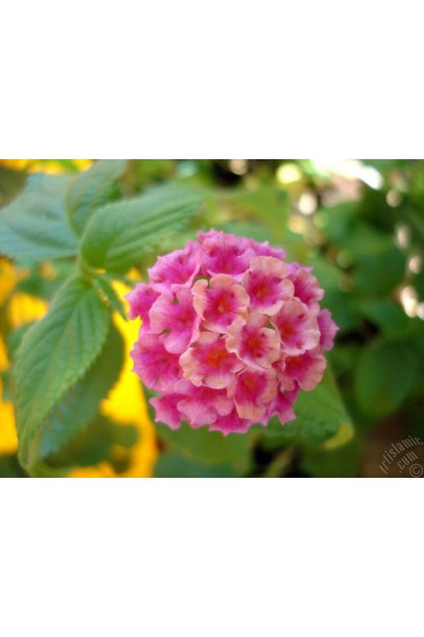 Kampanyalı 1 Adet Pembe Bodur Ağaç Minesi 25-40cm Tüplü Çiçekli Bodur Bitkiler Bromeliaceae - 1