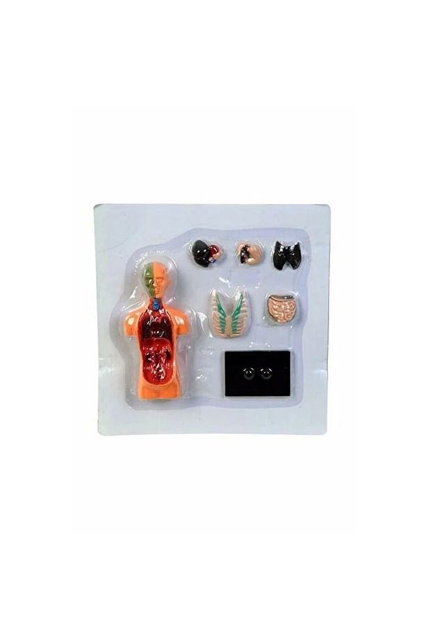 Küçük Maket Insan Vücut Seti - 5