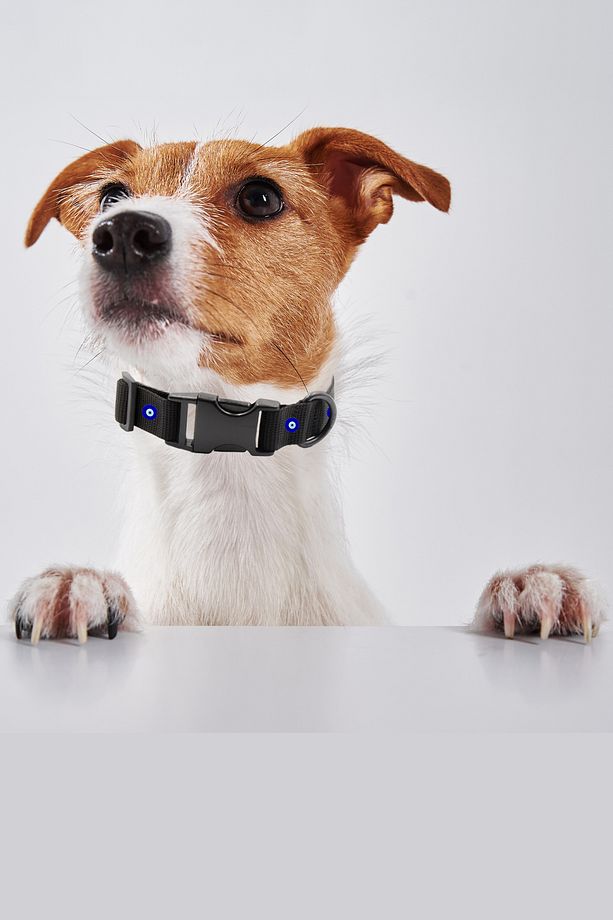Köpek Tasması Köpek Boyun Tasması Nazar Boncuklu Ayarlanabilir Köpek Boyun Tasması - 4