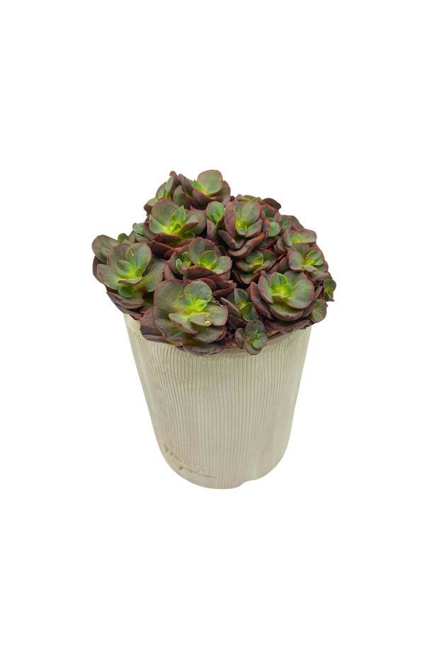 Echeveria Suyon / Sukulent - 1