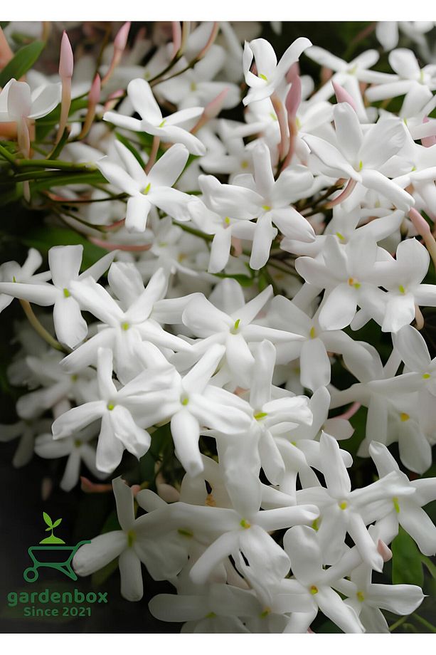 Kokulu Çin Yasemini Çiçeği 1 Adet Saksılı/Tüplü (40-60Cm) (Jasminum) - 1