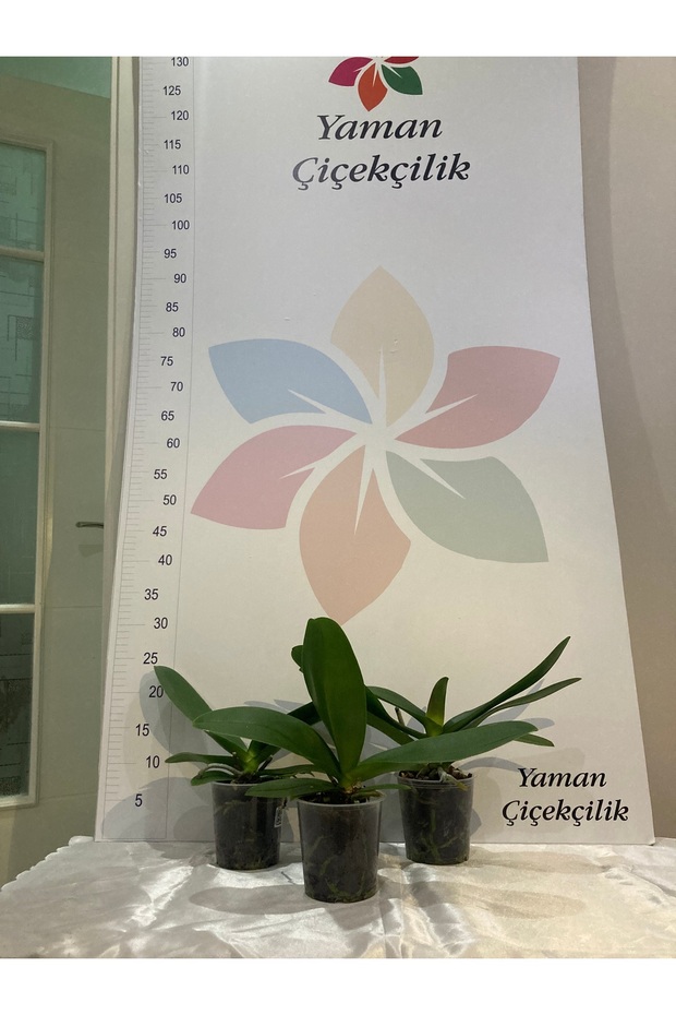 Orkide Fidesi 3 Adet - 1