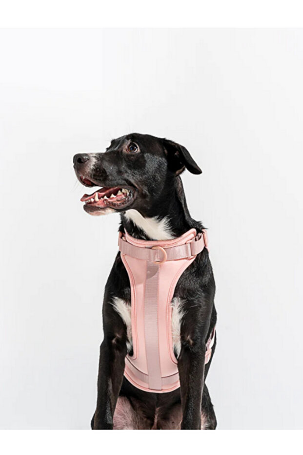 Çok Fonksiyonlu 4 Parça Köpek Tasması Gezdirme Seti Su Geçirmez Rulo Dışkı Poşeti Hediyelidir - 7