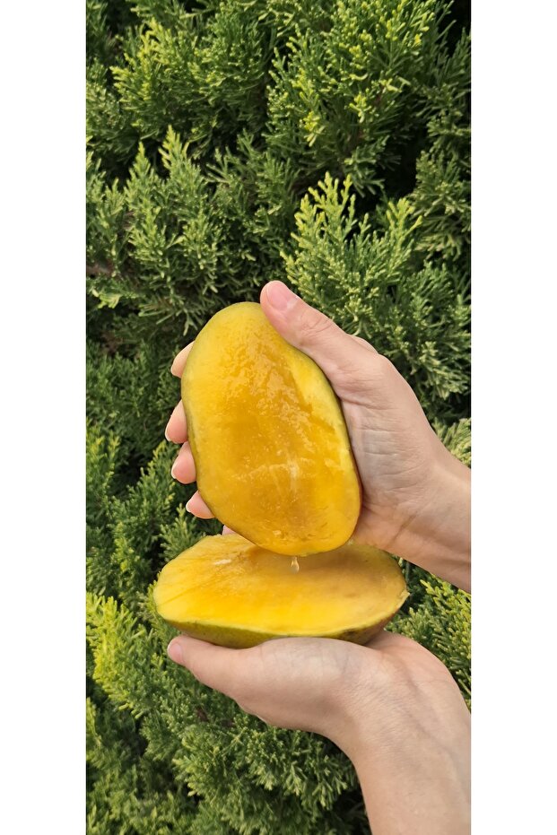 MANGO (ADET) - 1