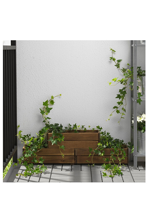 STJARNANIS çiçeklik akasya - 4