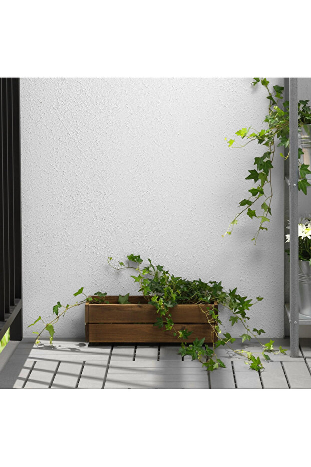 STJARNANIS çiçeklik akasya - 5