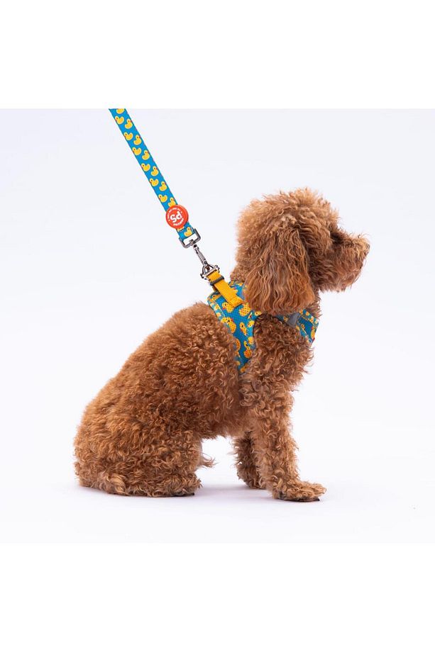 Ducks Leash & Air-Mesh Kedi Köpek Tasma ve Gezdirme Kayışı Seti Tasma Seti - 1