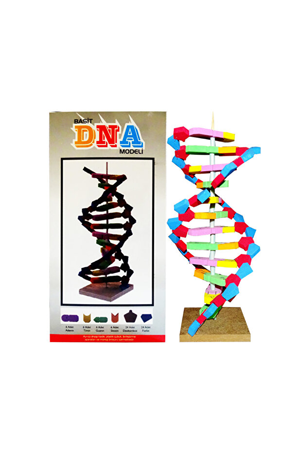 DNA MODELİ EVADAN - 2