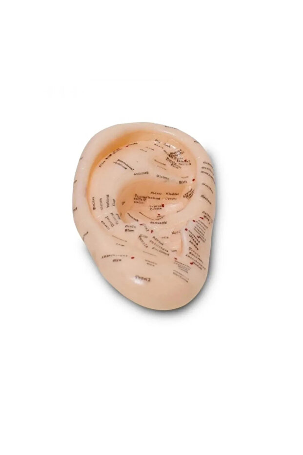 Acupuncture Points Training Ear Model 89078