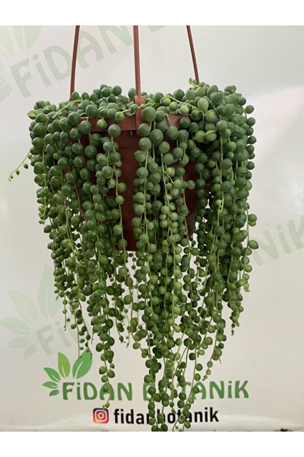 Tesbih Çiçeği - 1