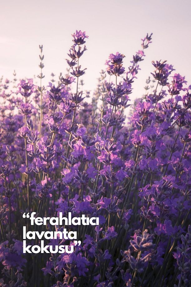 Nature's Scents Lavender - Lavanta Oda Kokusu Yedek Makine Spreyi 250 ml x3 adet - 4