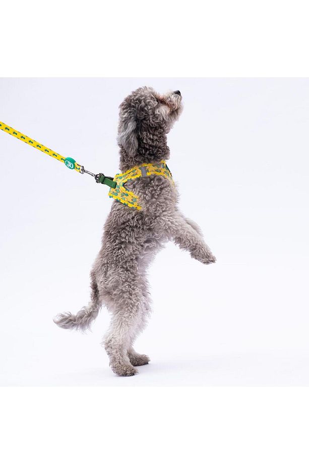 Cactus Leash & Air-Mesh Kedi Köpek Tasma ve Gezdirme Kayışı Seti Tasma Seti - 5