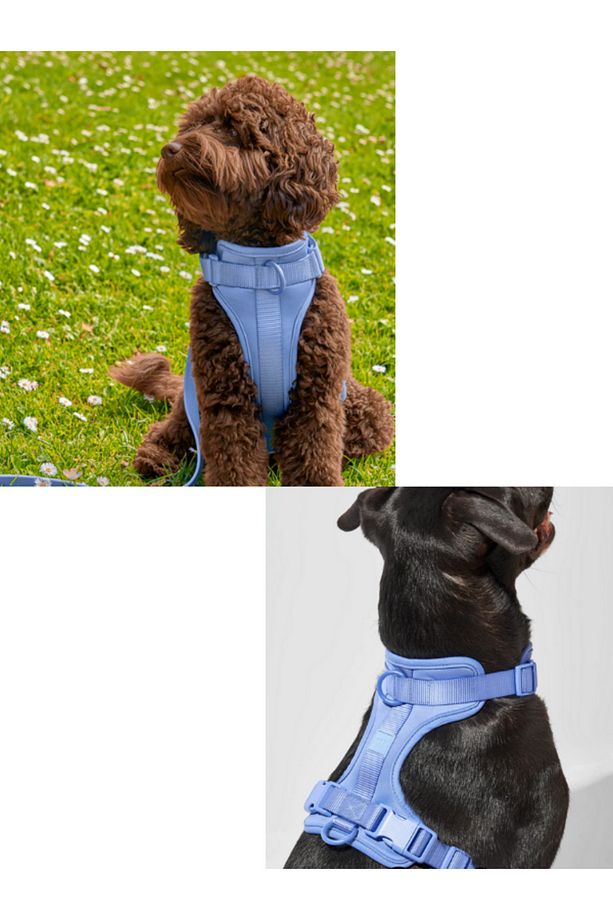 Çok Fonksiyonlu 4 Parça Köpek Tasması Gezdirme Seti Su Geçirmez Rulo Dışkı Poşeti Hediyelidir - 3