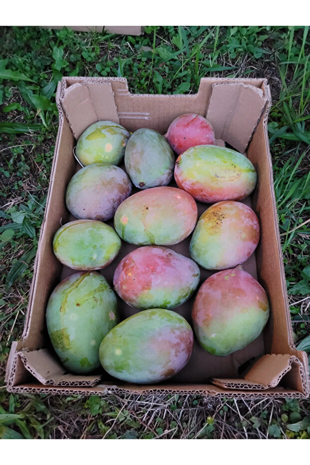 MANGO (ADET) - 2