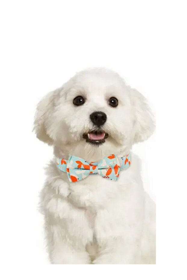 طوق كلب منقوش مع ربطة عنق - 3