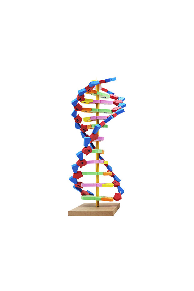 DNA MODELİ EVADAN - 1