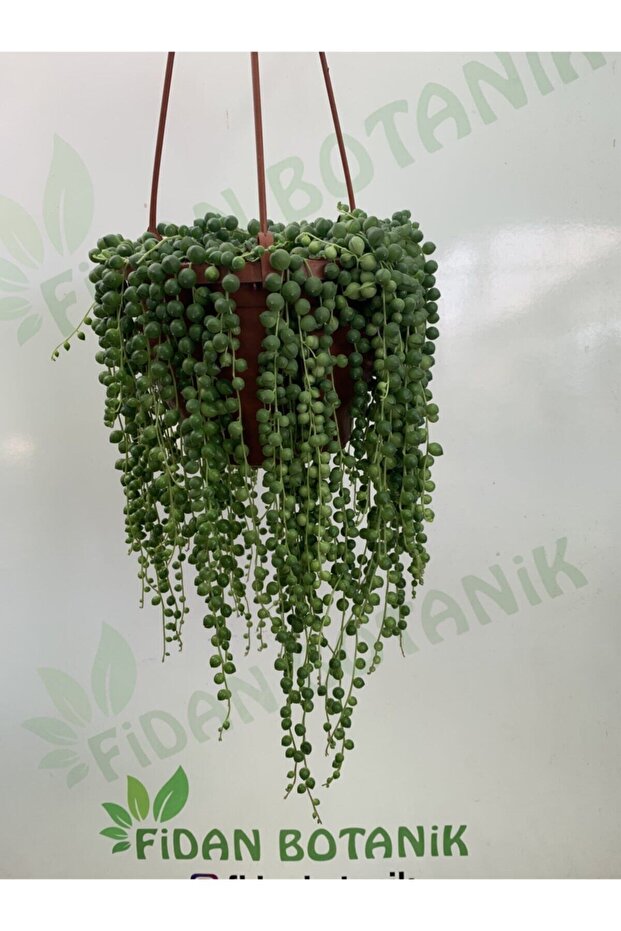 Tesbih Çiçeği - 2