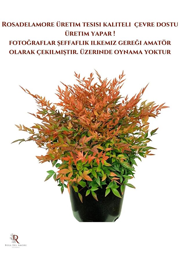 Nandina Gulf Stream - Cennet Bambusu RosaDelAmore A Kalite - 2