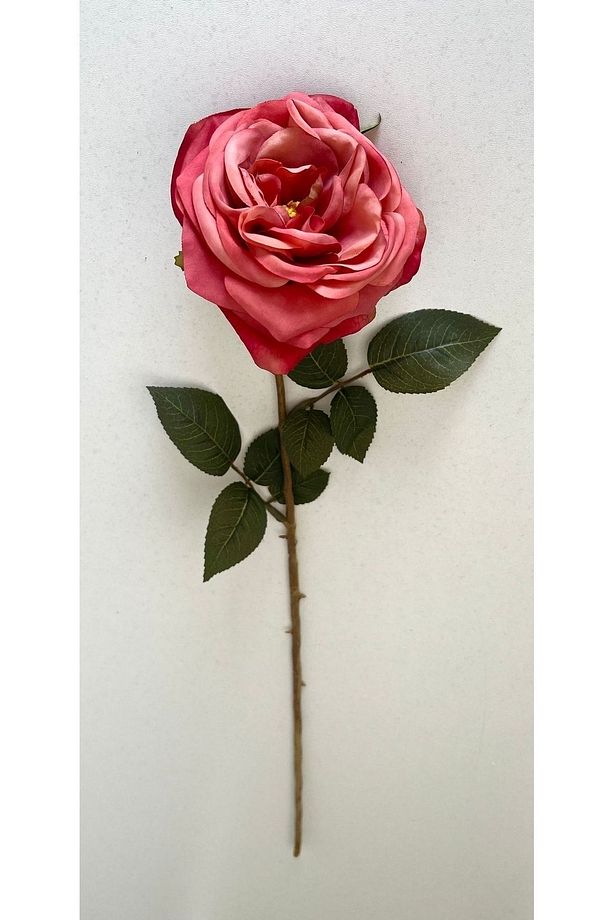 Gina Tekli Mercan Gül - 2