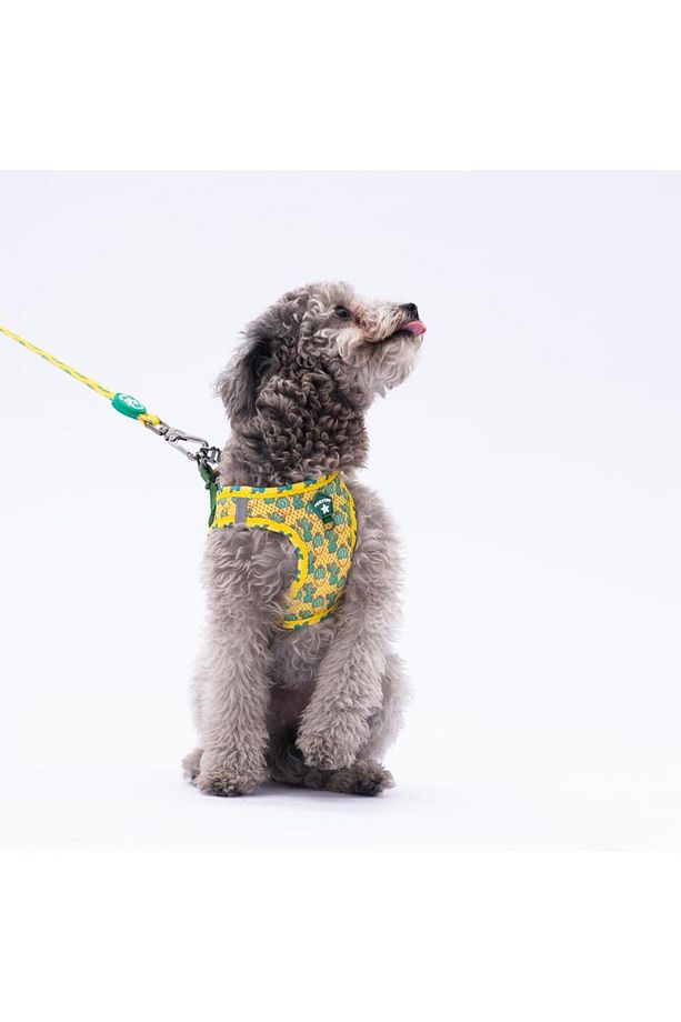 Cactus Leash & Air-Mesh Kedi Köpek Tasma ve Gezdirme Kayışı Seti Tasma Seti - 6
