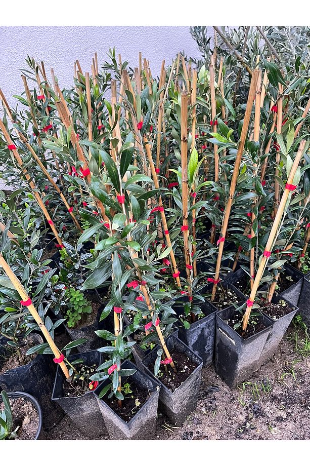 Arbequina Zeytin Fidanı - Bodur Zeytin - İspanyol Zeytini - 1