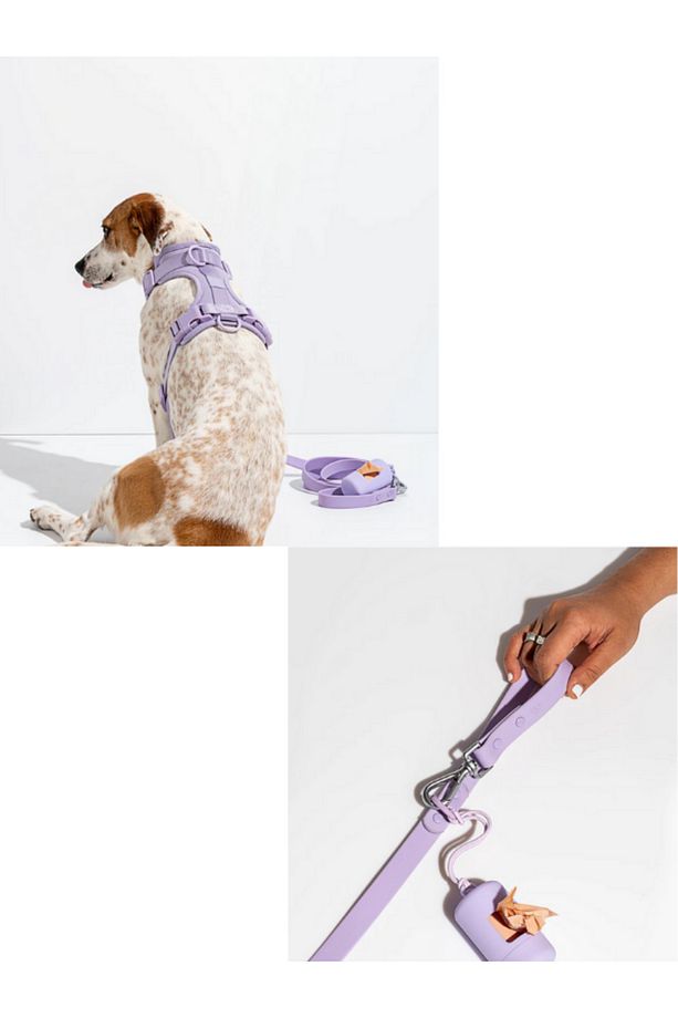 Çok Fonksiyonlu 4 Parça Köpek Tasması Gezdirme Seti Su Geçirmez Rulo Dışkı Poşeti Hediyelidir - 5