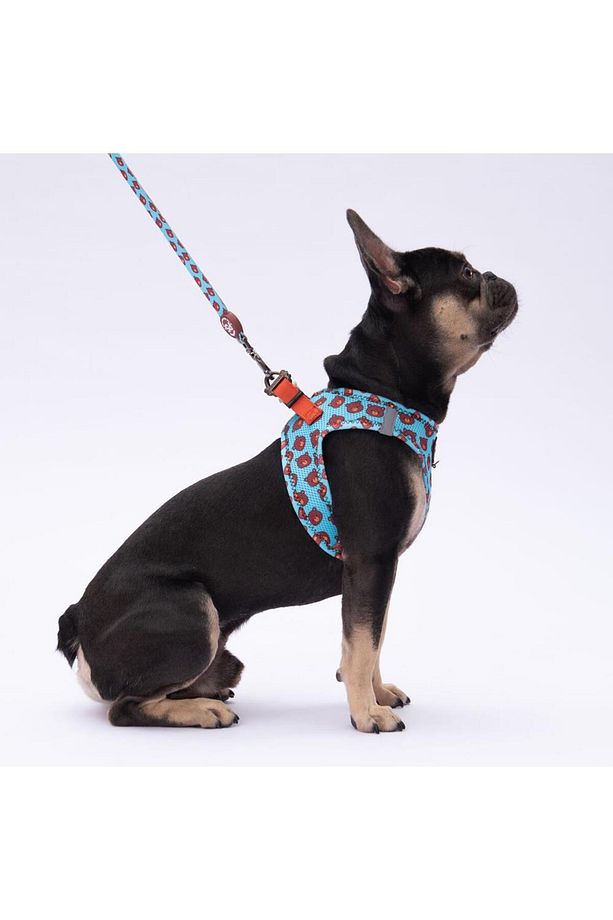 Bears Leash & Air-Mesh Kedi Köpek Tasma ve Gezdirme Kayışı Seti Tasma Seti - 1
