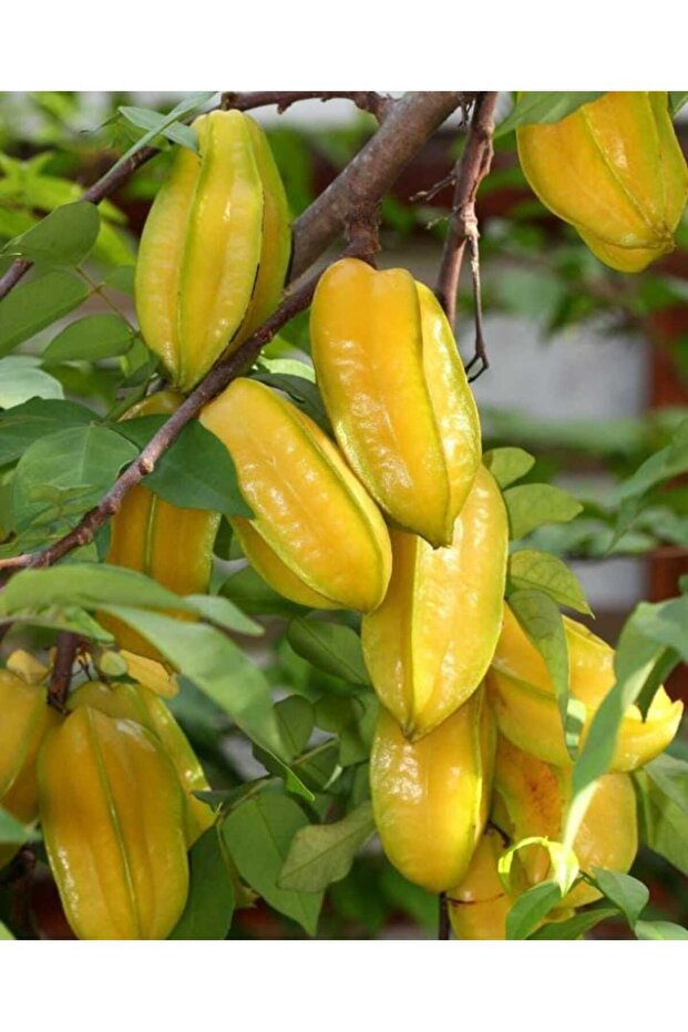 YILDIZ MEYVESİ 3 ADET (KARAMBOLA) - 2