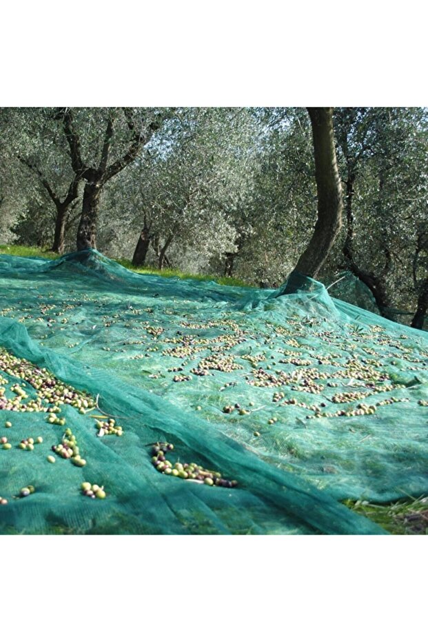 Zeytin Toplama Filesi 6mx8m - 1