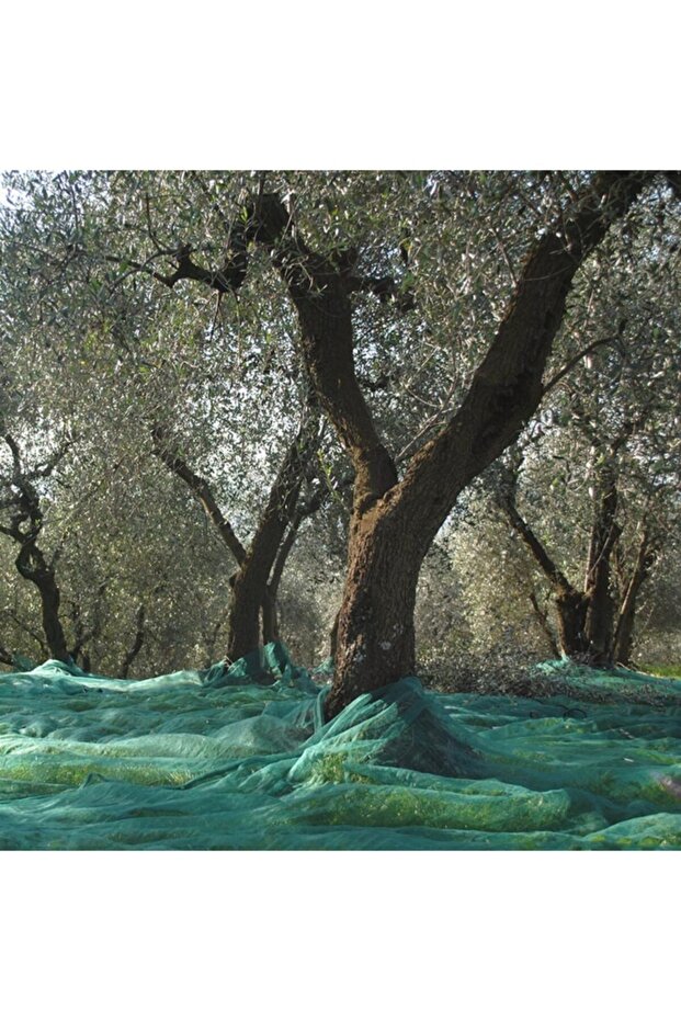 Zeytin Toplama Filesi 6mx8m - 3