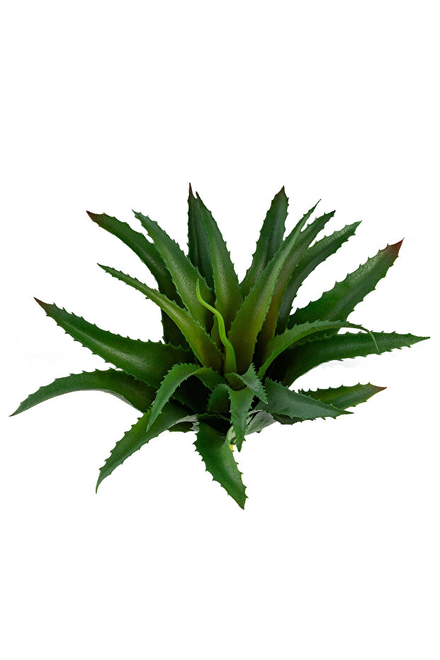 الصبار المدبب الاصطناعي - 5