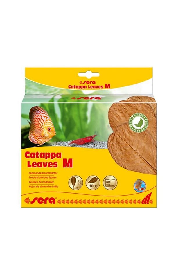 Catappa Yaprağı M 18 Cm (10 ADET) - 1