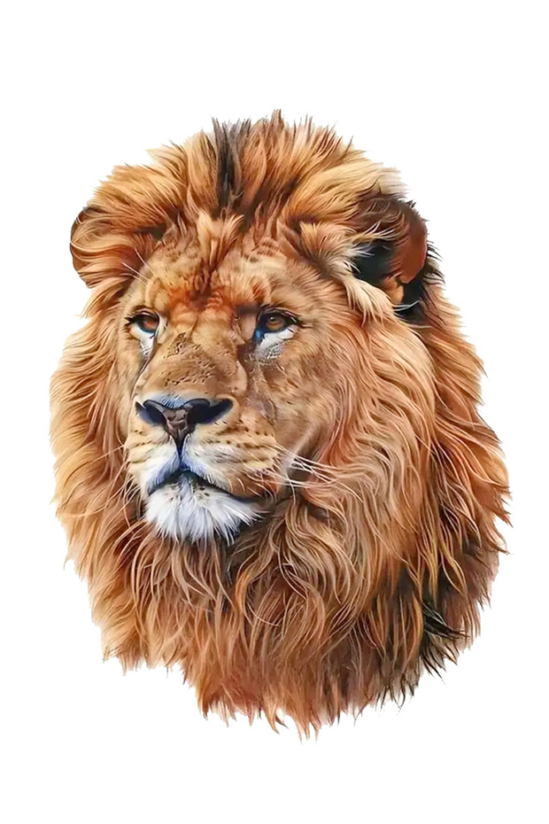 Lion Alpha Leader Sticker Car, Motorcycle, Helmet, Laptop, Glass Sticker 14X10 cm