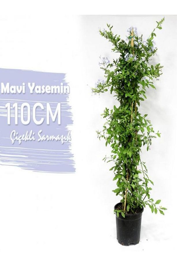 Mavi Yasemin+ Beyaz Begonvil+ Pembe Gül Fidanı Çiçeği Hediyeli - 3