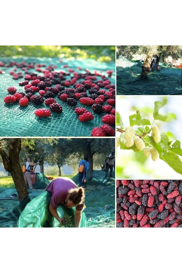 Dut Toplama Filesi – Yüzde 75lik – Yeşil – Düz - 1 Metre x 1 Metre - 1