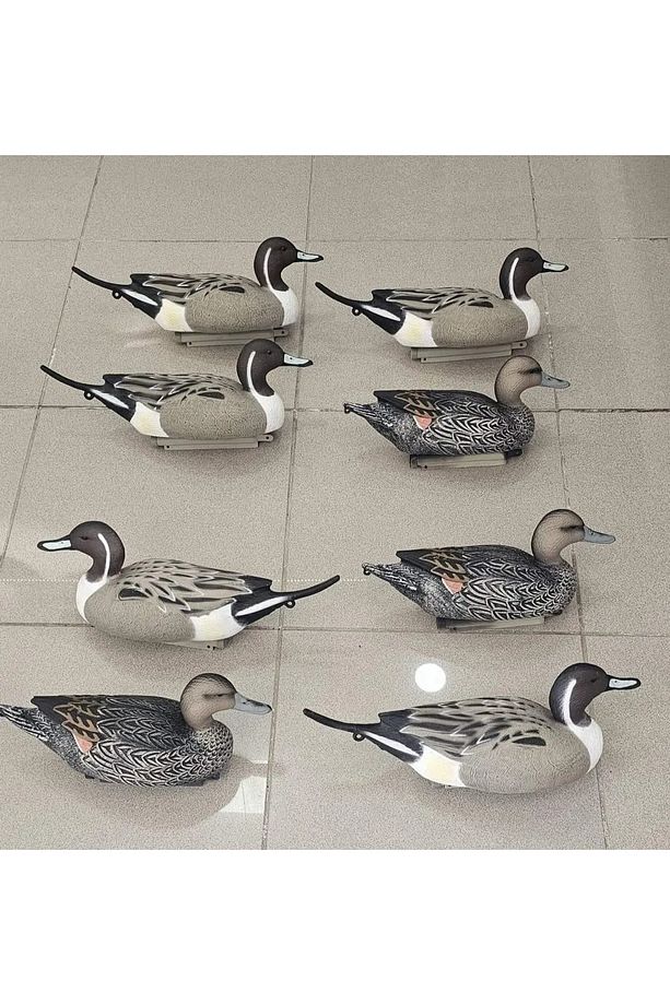 DR DUCK KIL KUYRUK ÖRDEK MÜHRESİ 8 ADET ( 5 ERKEK 3 DİŞİ ) - 2