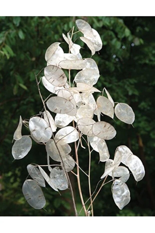 Sedef Çiçeği Tohumu - 3