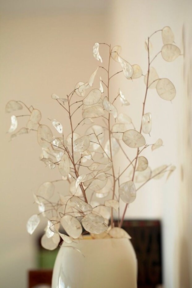 Sedef Çiçeği Tohumu - 1