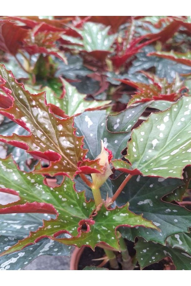 Videolu Çınar Benekli Begonya Çiçeği 1 ADET Saksılı 15-30Cm İç Mekan Ofis Salon Bitkisi(Begonia Rex) - 5