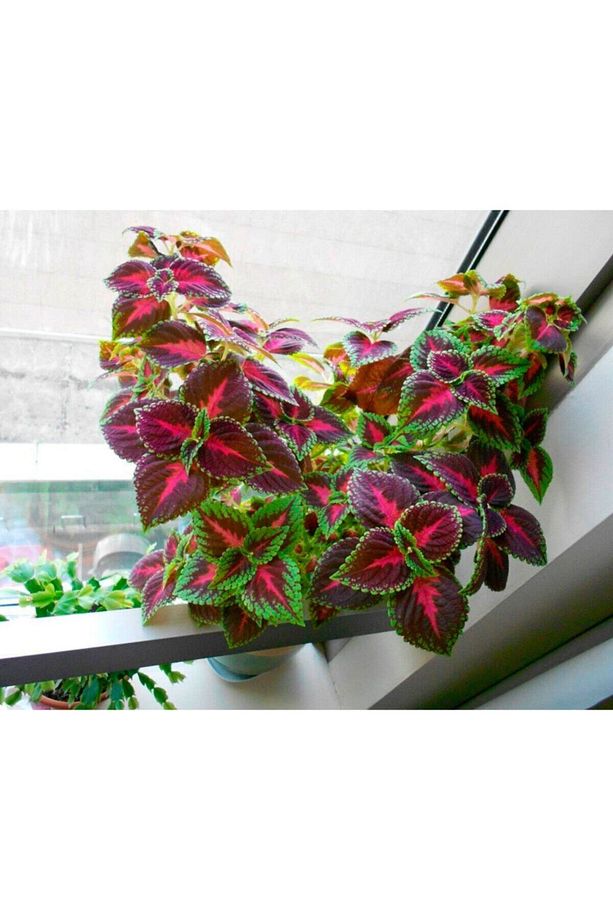 Videolu Cam Güzeli Yeşil Kenarlı Çiçeği Fidanı 1 Adet Saksılı 20-40cm Iç Mekan Ev Salon Bitkisi - 3