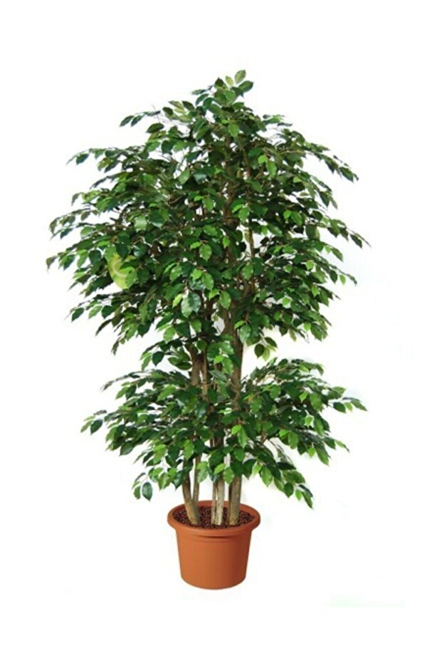 Benjamin Bitkisi Salon Bitkisi - 1