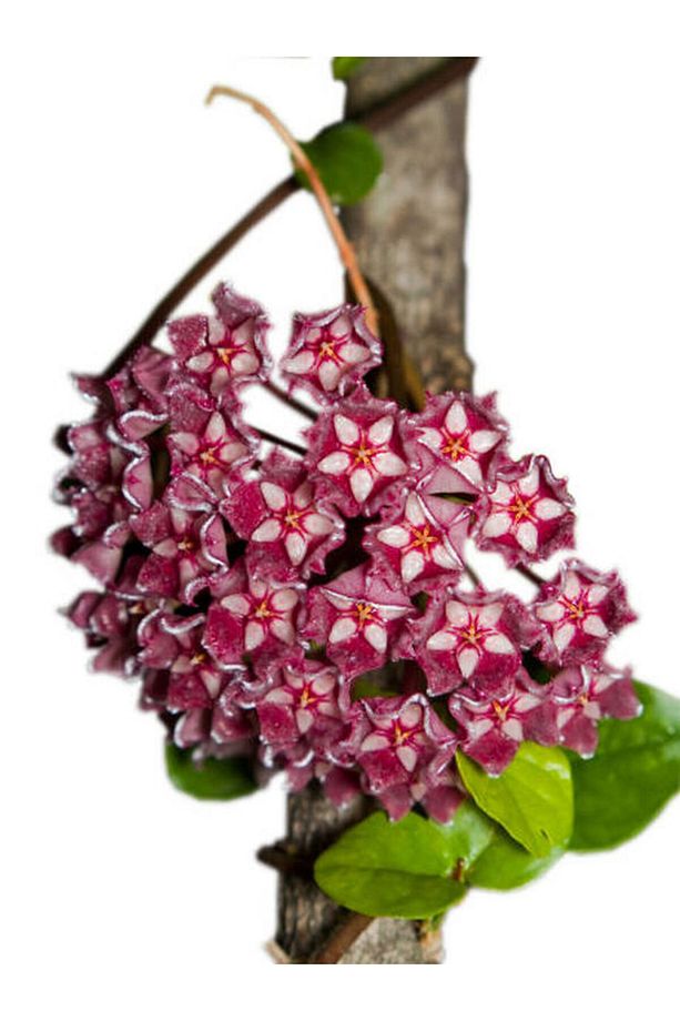 Videolu Kokulu Mum Çiçeği Bitkisi 4 Adet Saksılı 10-20cm Iç Mekan Salon Bitkisi (HOYA) - 3