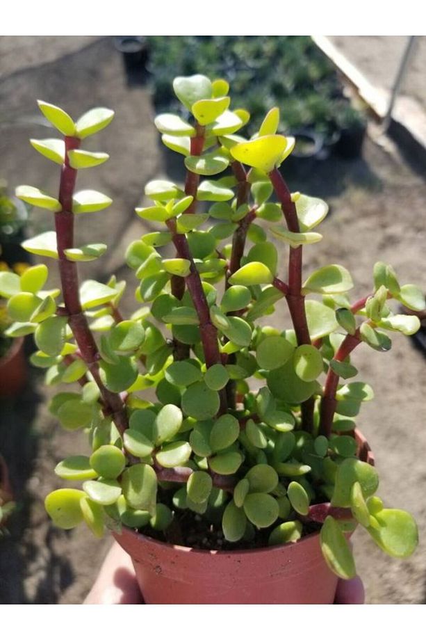 Yeşim (PARA) Çiçeği (10-20CM) 5.5 Saksıda Iç Mekan Bitkisi Balkon Bitkisi - 1