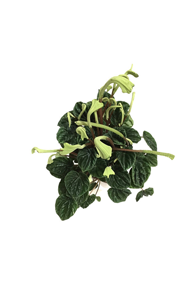 Peperomia Caperata 'Emerald Ripple' - 2